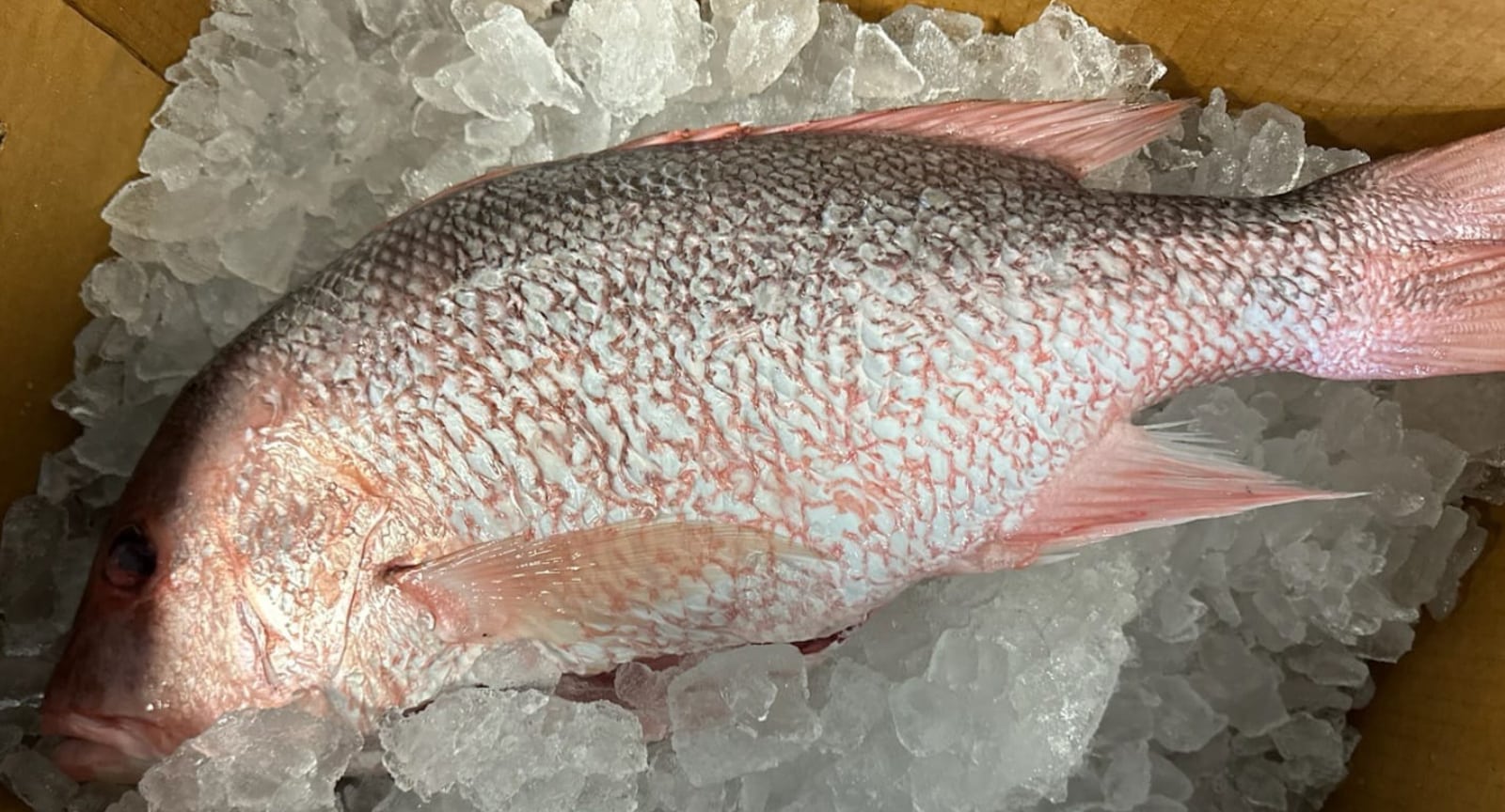 Fresh Fish